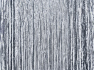 Winter wallpaper background