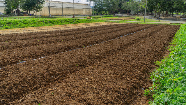 Preparing the soil for planting crops in a garden There are divisions for sowing seeds. The soil is fertile. and receives sunlight well Can be used as an illustration or background image.