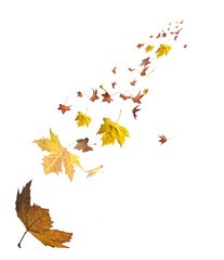 autumn falling leaves leaf isolated background