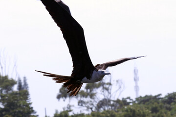 Um show de habilidade e velocidade com fragatas que pegam peixes no ar jogados pelos pescadores de Guaratiba - Mricá - RJ