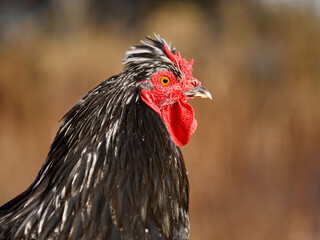 Close up of black rooster