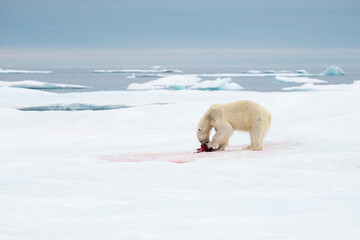Polar bear on the sea ice