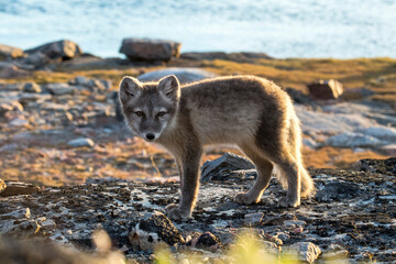 Playful arctic fox
