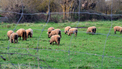 Moutons on the green