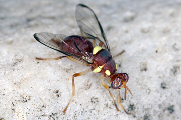 Obraz premium Lesser pumpkin fly called also Ethiopian fruit fly (Dacus ciliatus). Larvae are one of the main fruit fly pests found on wild and cultivated cucurbits (Curcubitaceae).
