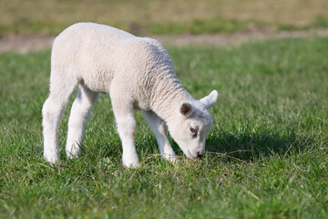 White lamb in the meadow
