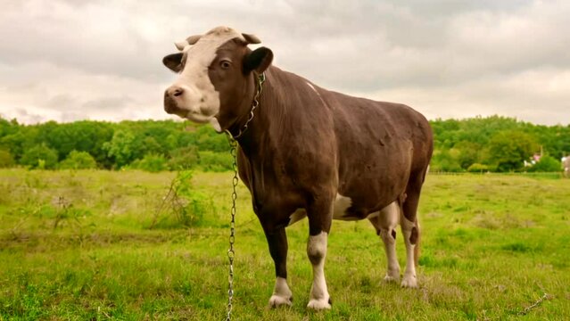 Beautiful big milk cow grazes on green meadow under blue sky, generated AI