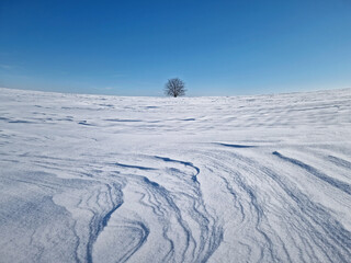 Fototapeta na wymiar Panoramic view with a lonely tree on the snowy field with snowdrifts shaped by the wind and blizzard. Cold winter scene with a oak standing single under morning blue sky