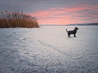 Beautiful winter sunset scene with a dog walking on ice of the frozen lake
