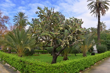 Kolczasta Opuncja figowa, owoce, rośliny z rodziny kaktusowatych, Syrakuzy, Sycylia, Włochy,  