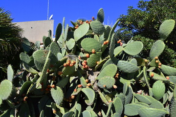 Kolczasta Opuncja figowa, owoce, rośliny z rodziny kaktusowatych, Syrakuzy, Sycylia, Włochy,   - obrazy, fototapety, plakaty