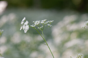 background with forest herbs. small white flowers on a blurred green background