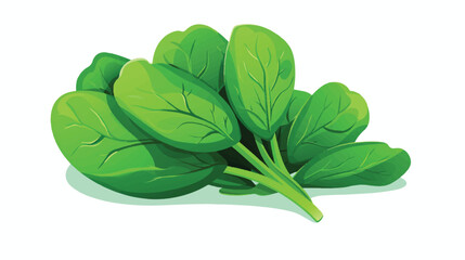 Spinach illustration vector