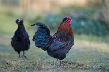 Rooster and black Poland chicken in garden