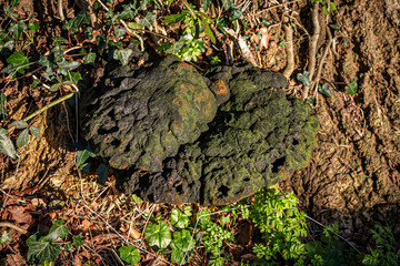 A close up of fungus growing on bark