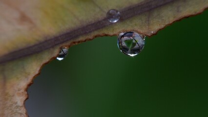 water drops on a leaf