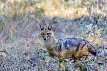 an alert golden jackal trotting across looking for opportunity