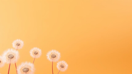 fluffy delicate flowers of a blooming dandelion on a delicate peach background, spring background with space for text