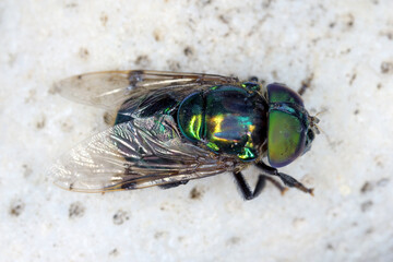 Obraz premium Adult Green Jewel Fly of the species Ornidia obesa.