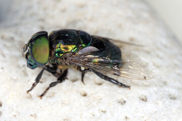 Adult Green Jewel Fly of the species Ornidia obesa.
