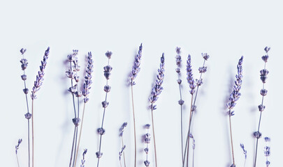 Lavender flowers group isolated on white background.