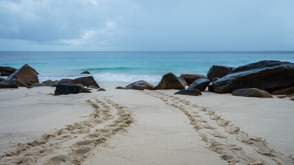 Turtle Footprints in the Sand. Seychelles  - 713984427