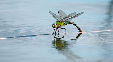 dragonfly on the water