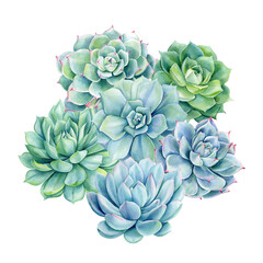 Succulents bouquet, echeveria watercolor painting illustrations isolated background, green plants composition poster