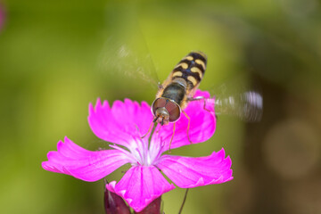 Scaeva selenitica on Carthusian pink - Dianthus carthusianorum