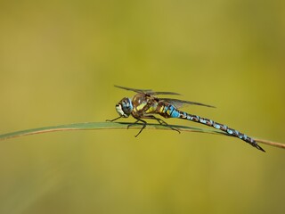 dragonfly on a leaf