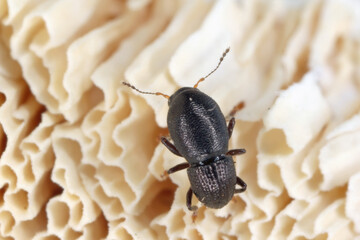 Talpella atra, tiny beetle in the family Anthribidae. An endemic species that lives on Mauritius.