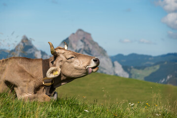 Vache avec une cloche dans les alpages tirant la langue