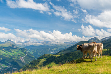 Fototapeta na wymiar Vaches regardant la vallée