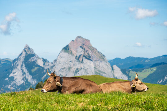 deux vaches au repos dans les alpages suisses