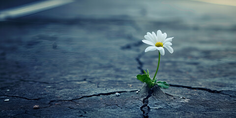 prevailing against all odds concept with Daisy flower growing from crack in the asphalt |   flower growing through the cracks
