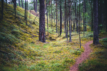 Obraz premium Pathway in pine forest, Scandinavian nature background
