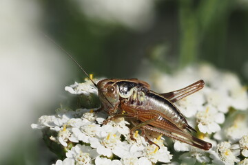 grasshopper on a flower
