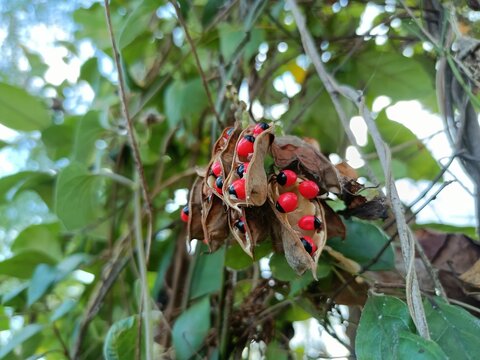 Abrus precatorius, commonly known as jequirity bean or rosary pea, is a herbaceous flowering plant in the bean family Fabaceae.