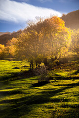 sunset in the forest
