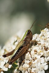 grasshopper on a flower