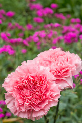 ピンクの花のボケをバックにピンクのカーネーションの花のアップ