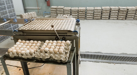Egg candling machine on the farm hatchery industry.