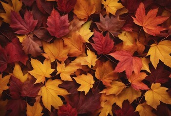 Naklejka na ściany i meble Close up of autumn leaves Multicolored fall leaves Colorful autumn leaves Macro leaf texture
