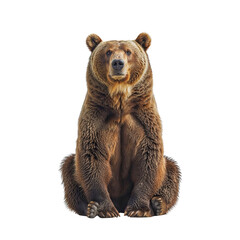 Brown Grizzly Bear sitting, a Big and Dangerous Ursus Arctos in Nature