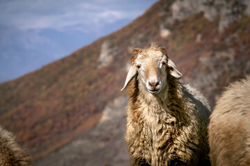 sheep in the mountains