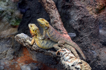 フトアゴヒゲトカゲ