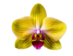 Fototapeta na wymiar gelbe Orchidee isoliert auf weißen Hintergrund, Freisteller