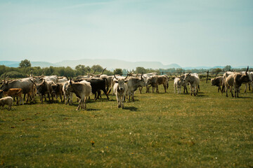 Obraz premium Cattles in an agricultural scenery with blue sky setted between hills.