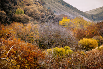 autumn forest in the mountains