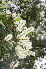 The Cajuput Tree flowers in the park.